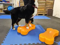 Hundeschule Barts - Klicken Sie, um das Bild 7 in einer Lightbox vergrössert darzustellen