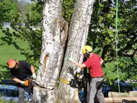 Baumkönig Zahno Patrick - Klicken Sie, um das Bild 2 in einer Lightbox vergrössert darzustellen