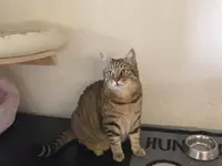 Hôtel pour chats 'Le Clozaley'