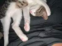 Studio Veterinario Ghiringhelli