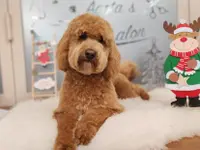 Agota's Hundesalon