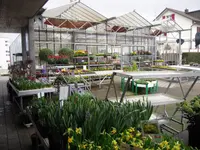 hollenstein blumengarten ag, Blumenshop, Gärtnerei, Gartenbau
