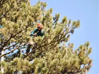 EQUILIBRE SOINS AUX ARBRES