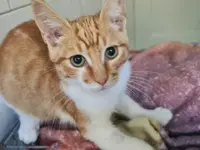 Studio Veterinario Ghiringhelli