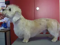 Hundesalon Dany