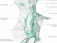 Praxis für Lymphtherapien