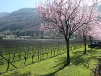 CANTINA IL CAVALIERE SA - Klicken Sie, um das Bild 3 in einer Lightbox vergrössert darzustellen