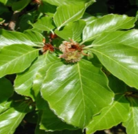 Fagus Gartenpflege und Gartenbau-Logo