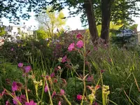 Wildpflanzengärtnerei Flora di Berna