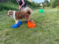 4happypets.ch, Inhaberin Schön