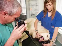 Centro Veterinario Daniele Varini - Klicken Sie, um das Bild 11 in einer Lightbox vergrössert darzustellen