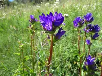 Albula Gartenbau GmbH