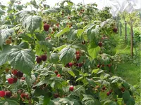 Hunziker Obstbau - Klicken Sie, um das Bild 1 in einer Lightbox vergrössert darzustellen