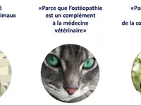 Ostéopathe animalier - Mélissa CHAVANNE (Cheval | Chien | Chat | Nac)