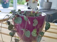 Les fleurs d'Alena