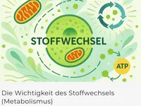 Bioenergie Fischer