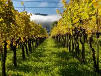 Weinbau Leuengrund - Schneider Weine