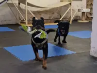 Hundeschule Barts