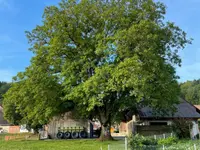 ihrbaum.ch - Klicken Sie, um das Bild 5 in einer Lightbox vergrössert darzustellen