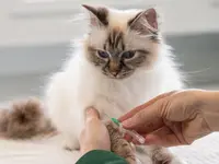 Katzen-Praxis.ch