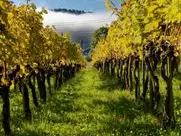 Weinbau Leuengrund - Schneider Weine
