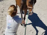 Ostéopathe animalier - Mélissa CHAVANNE (Cheval | Chien | Chat | Nac)