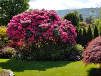 Thomas Kuster Gartenbau & Gartenpflege