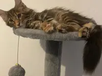 Studio Veterinario Ghiringhelli