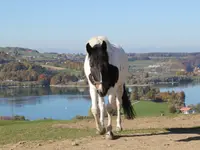 Centre Equestre du Plan - Klicken Sie, um das Bild 4 in einer Lightbox vergrössert darzustellen