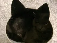 Hôtel pour chats 'Le Clozaley'
