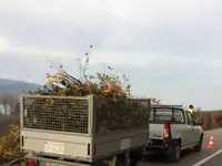 Pfister Obstbaum- und Gartenpflege - Klicken Sie, um das Bild 4 in einer Lightbox vergrössert darzustellen