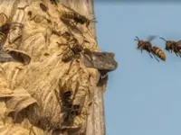 INSECTIS SARL - Expert anti-nuisibles