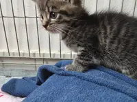 Studio Veterinario Ghiringhelli