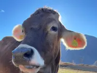 Azienda Agricola Ai Pianoi - Klicken Sie, um das Bild 25 in einer Lightbox vergrössert darzustellen