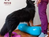 Caninphysio