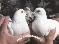 Hochzeitstauben Burlet