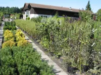 Kummer Gartenbau - Pflanzenoase - Klicken Sie, um das Bild 15 in einer Lightbox vergrössert darzustellen