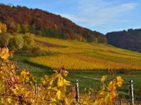 Baumgartner Weinbau AG