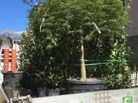 Biava Mattia - Giardiniere paesaggista