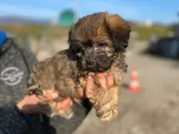 HDZ Hundezentrum - Klicken Sie, um das Bild 19 in einer Lightbox vergrössert darzustellen