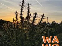 WaWo Sàrl