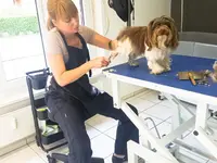 The Dog Barber