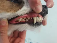 Hundesalon Zolli