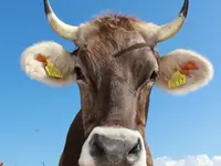 Ferme des Trontières Randogne