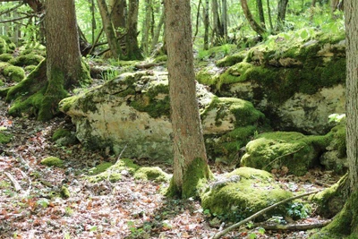 Passion Forêt Sàrl