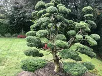 Royal Jardin sarl