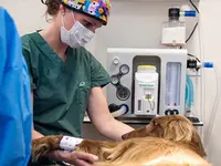 Tierklinik Interlaken AG - 24/7 Notfalldienst - Klicken Sie, um das Bild 2 in einer Lightbox vergrössert darzustellen