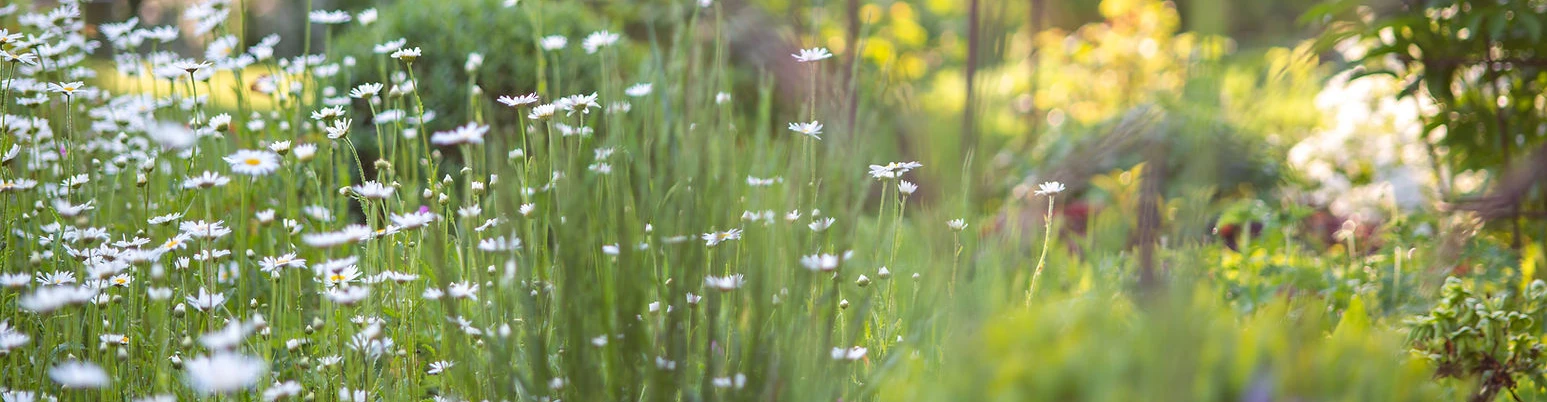 Gerber Gärten AG / Gerber Blumen
