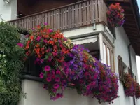 Blumen Hirt