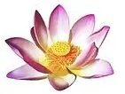 Lotus Thai-Massage